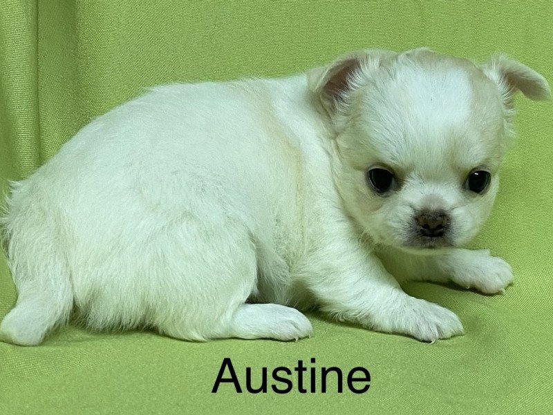 AUSTINE chihuahua à réserver Femelle Chihuahua Poil Long