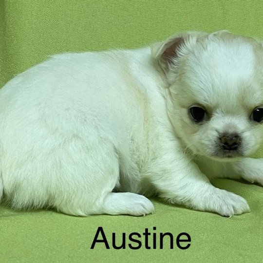 chiot Chihuahua Poil Long AUSTINE chihuahua à réserver Domaine de la Chantelaie