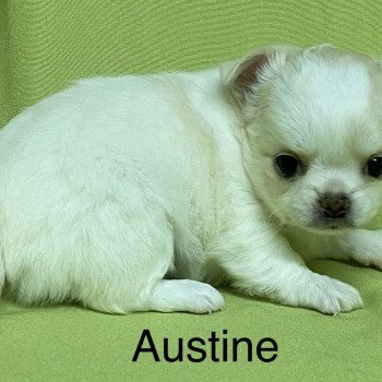 chiot Chihuahua Poil Long AUSTINE chihuahua à réserver Domaine de la Chantelaie