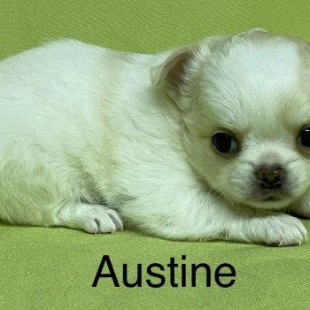 chiot Chihuahua Poil Long AUSTINE chihuahua à réserver Domaine de la Chantelaie