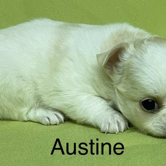 chiot Chihuahua Poil Long AUSTINE chihuahua à réserver Domaine de la Chantelaie