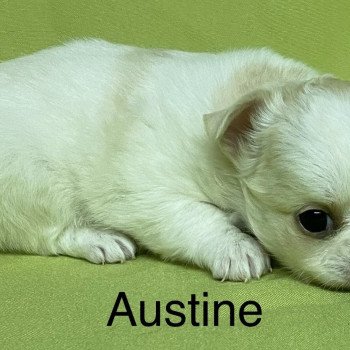 chiot Chihuahua Poil Long AUSTINE chihuahua à réserver Domaine de la Chantelaie