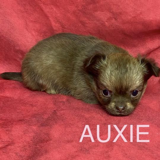 chiot Chihuahua Poil Long AUXIE chihuahua à réserver Domaine de la Chantelaie