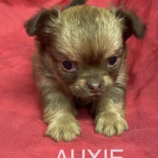 chiot Chihuahua Poil Long AUXIE chihuahua à réserver Domaine de la Chantelaie