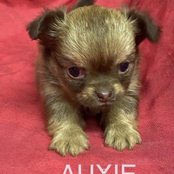 chiot Chihuahua Poil Long AUXIE chihuahua à réserver Domaine de la Chantelaie