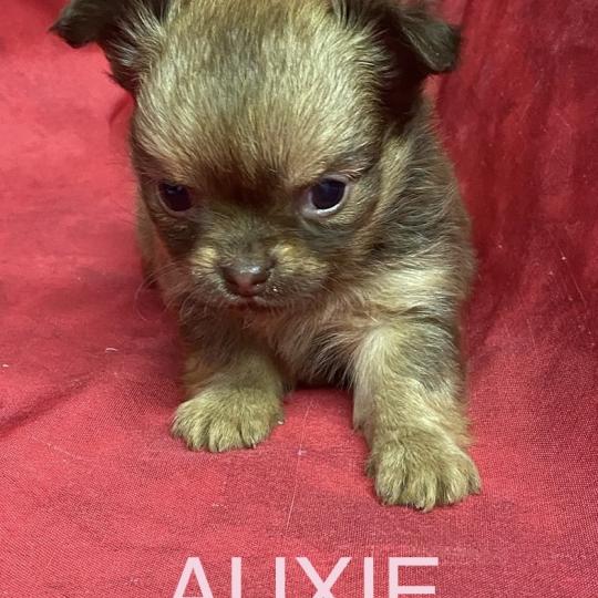 chiot Chihuahua Poil Long AUXIE chihuahua à réserver Domaine de la Chantelaie