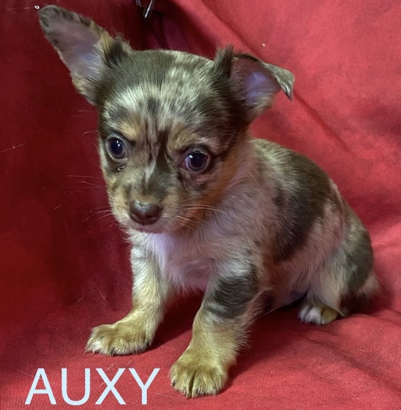 AUXY chihuahua à réserver Mâle Chihuahua Poil Long