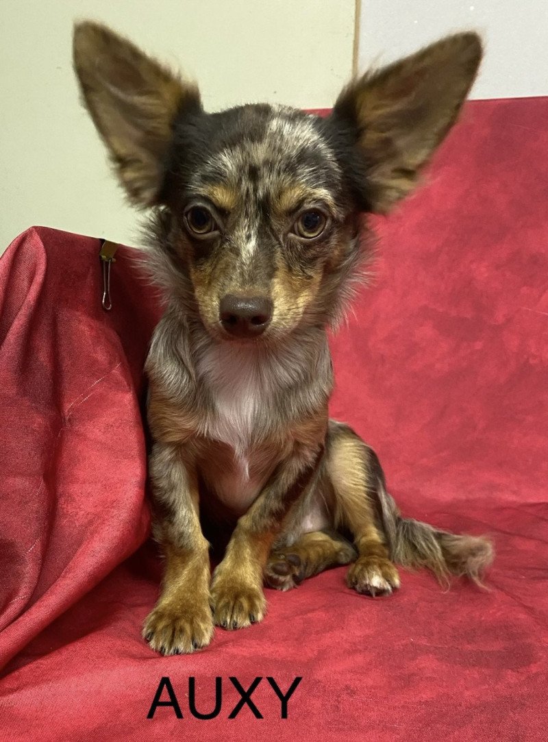 AUXY chihuahua disponible Mâle Chihuahua Poil Long