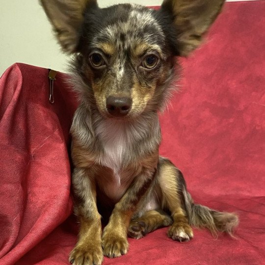 AUXY chihuahua disponible Mâle Chihuahua Poil Long