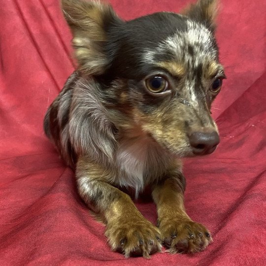 chiot Chihuahua Poil Long AUXY chihuahua disponible Domaine de la Chantelaie