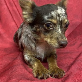 chiot Chihuahua Poil Long AUXY chihuahua disponible Domaine de la Chantelaie chiot Chihuahua Poil Long AUXY chihuahua disponible Domaine de la Chantelaie