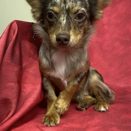 chiot Chihuahua Poil Long AUXY chihuahua disponible Domaine de la Chantelaie