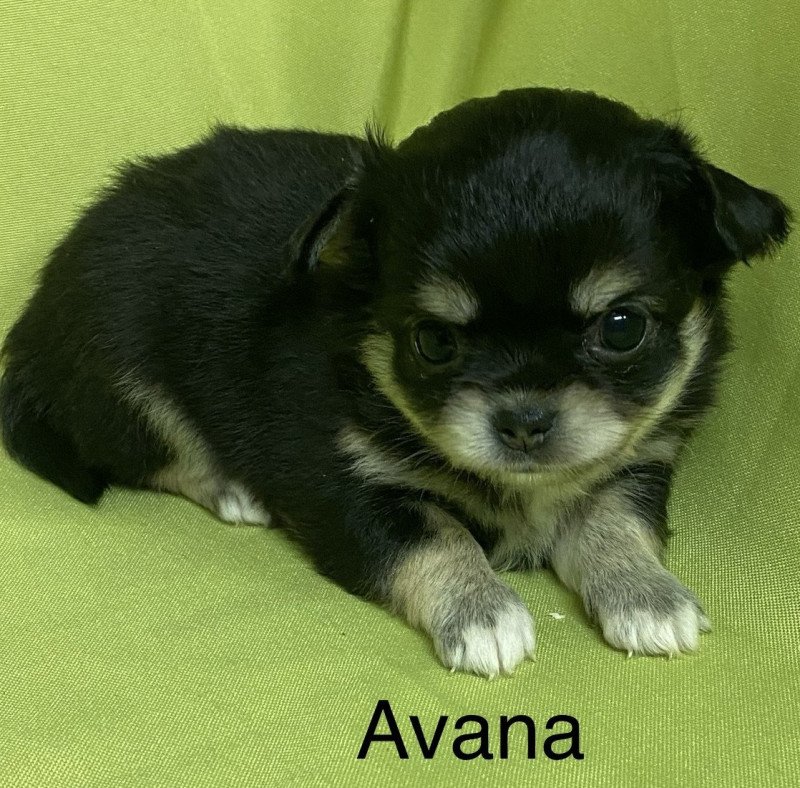AVANA chihuahua à réserver Femelle Chihuahua Poil Long