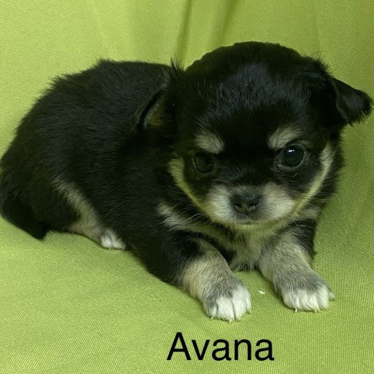 chiot Chihuahua Poil Long AVANA chihuahua à réserver Domaine de la Chantelaie