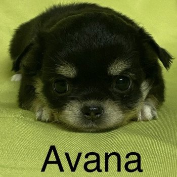 chiot Chihuahua Poil Long AVANA chihuahua à réserver Domaine de la Chantelaie
