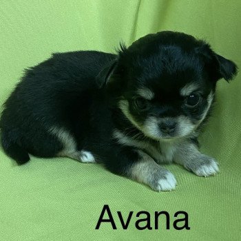 chiot Chihuahua Poil Long AVANA chihuahua à réserver Domaine de la Chantelaie