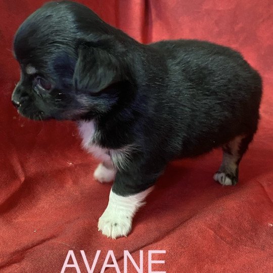 chiot Chihuahua Poil Long AVANE chihuahua à réserver Domaine de la Chantelaie