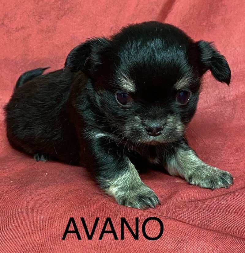 AVANO chihuahua à réserver Mâle Chihuahua Poil Long