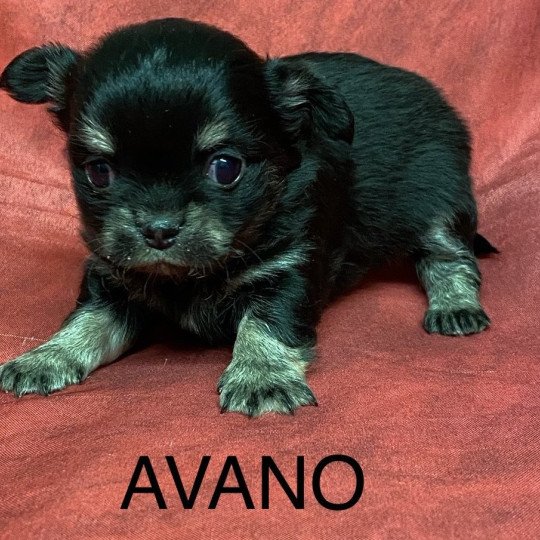 chiot Chihuahua Poil Long AVANO chihuahua à réserver Domaine de la Chantelaie
