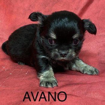 chiot Chihuahua Poil Long AVANO chihuahua à réserver Domaine de la Chantelaie