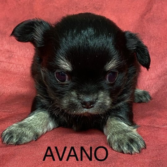 chiot Chihuahua Poil Long AVANO chihuahua à réserver Domaine de la Chantelaie