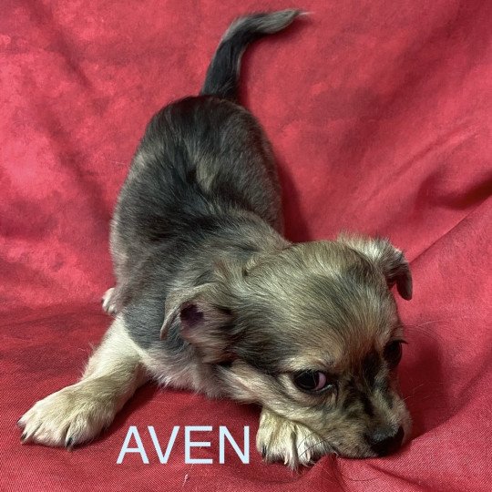 chiot Chihuahua Poil Long AVEN chihuahua à réserver Domaine de la Chantelaie