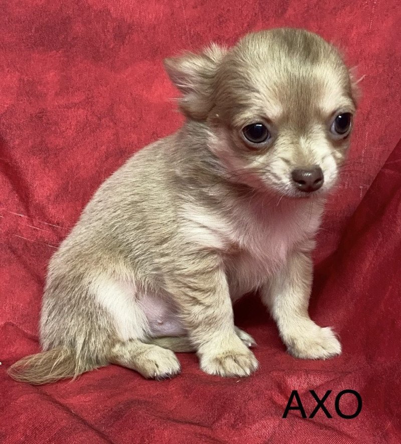 AXO chihuahua pl Mâle Chihuahua Poil Long