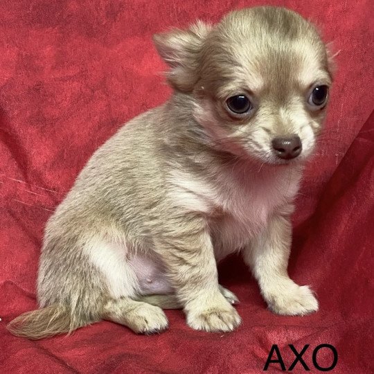 chiot Chihuahua Poil Long AXO chihuahua pl Domaine de la Chantelaie