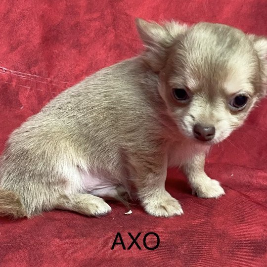 chiot Chihuahua Poil Long AXO chihuahua pl Domaine de la Chantelaie