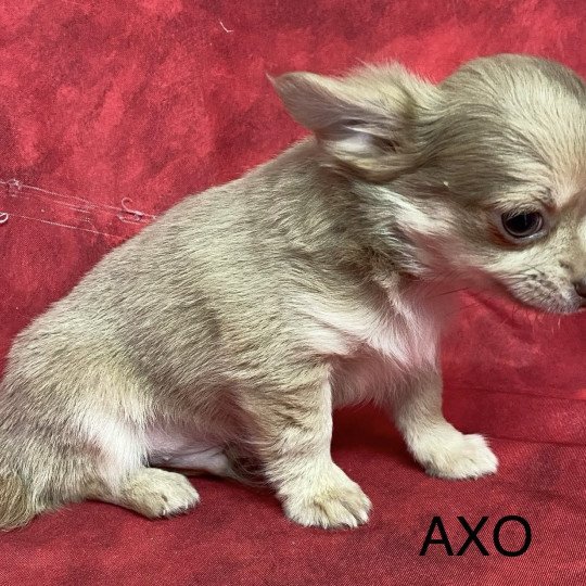 chiot Chihuahua Poil Long AXO chihuahua pl Domaine de la Chantelaie