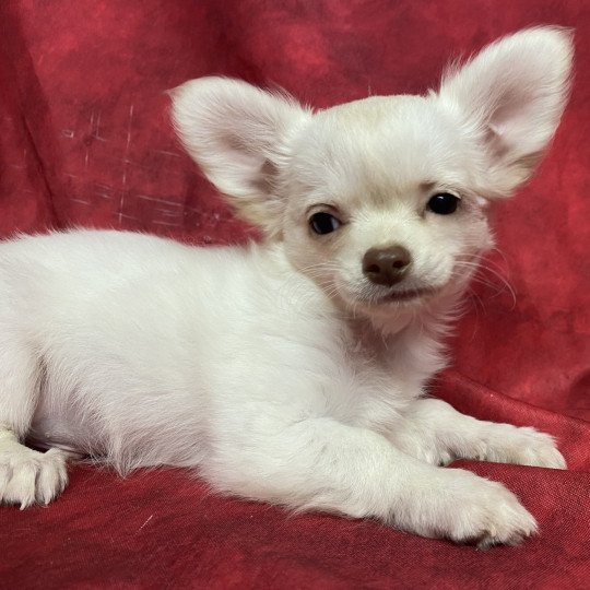 chiot Chihuahua Poil Long AXOU chihuahua pl Domaine de la Chantelaie