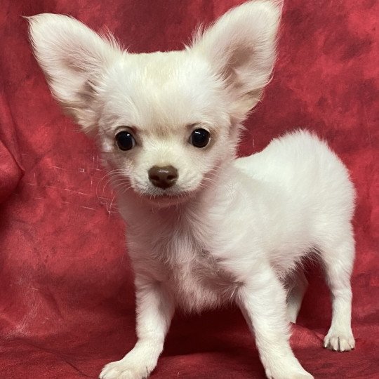 chiot Chihuahua Poil Long AXOU chihuahua pl Domaine de la Chantelaie