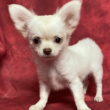 chiot Chihuahua Poil Long AXOU chihuahua pl Domaine de la Chantelaie