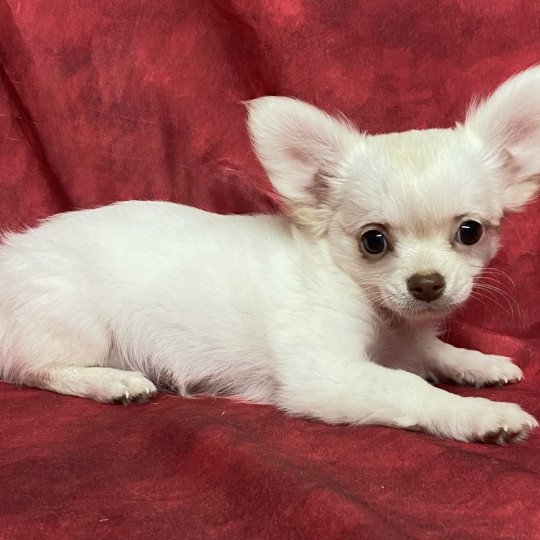 chiot Chihuahua Poil Long AXOU chihuahua pl Domaine de la Chantelaie