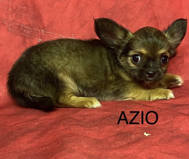 AZIO chihuahua Mâle Chihuahua Poil Long