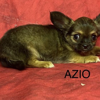 chiot Chihuahua Poil Long AZIO chihuahua Domaine de la Chantelaie chiot Chihuahua Poil Long AZIO chihuahua Domaine de la Chantelaie