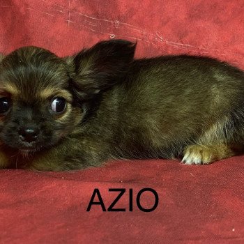 chiot Chihuahua Poil Long AZIO chihuahua Domaine de la Chantelaie chiot Chihuahua Poil Long AZIO chihuahua Domaine de la Chantelaie