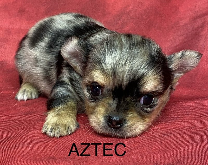 AZTEC chihuahua à réserver Mâle Chihuahua Poil Long