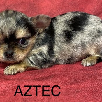 chiot Chihuahua Poil Long AZTEC chihuahua à réserver Domaine de la Chantelaie