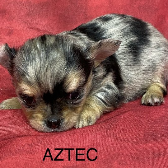 chiot Chihuahua Poil Long AZTEC chihuahua à réserver Domaine de la Chantelaie