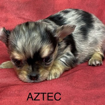 chiot Chihuahua Poil Long AZTEC chihuahua à réserver Domaine de la Chantelaie