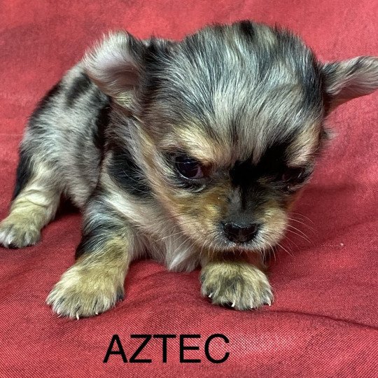 chiot Chihuahua Poil Long AZTEC chihuahua à réserver Domaine de la Chantelaie