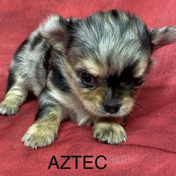 chiot Chihuahua Poil Long AZTEC chihuahua à réserver Domaine de la Chantelaie