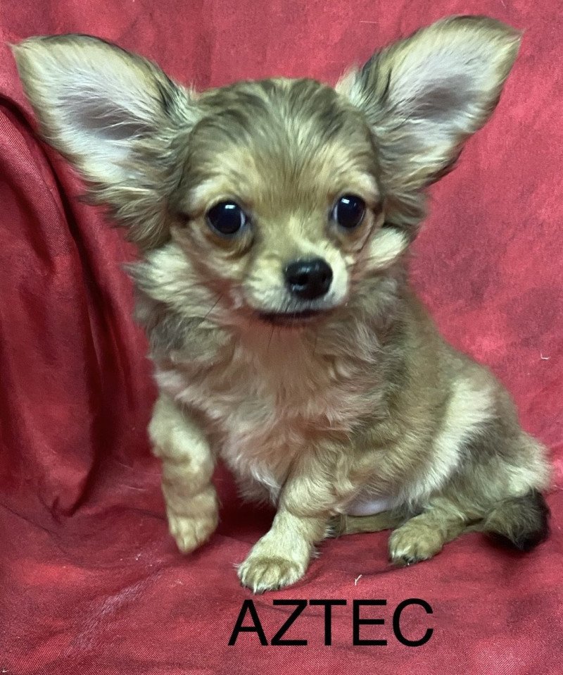 AZTEC chihuahua Mâle Chihuahua Poil Long