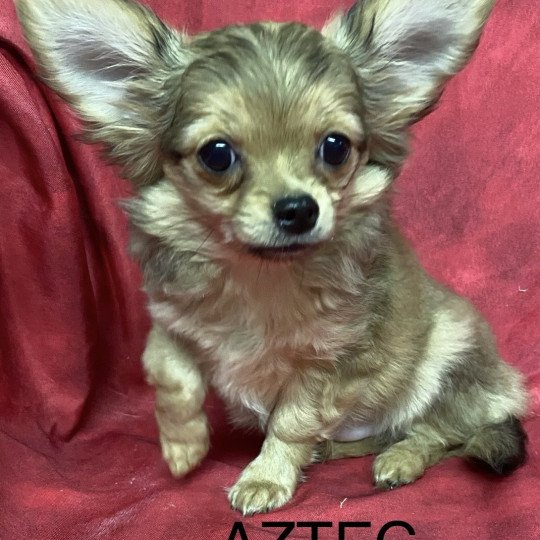 chiot Chihuahua Poil Long AZTEC chihuahua Domaine de la Chantelaie