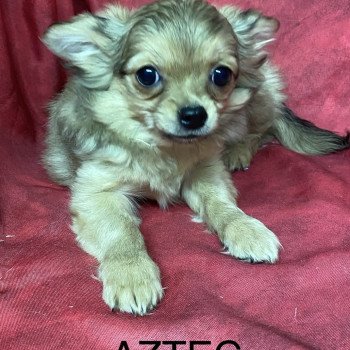 chiot Chihuahua Poil Long AZTEC chihuahua Domaine de la Chantelaie chiot Chihuahua Poil Long AZTEC chihuahua Domaine de la Chantelaie
