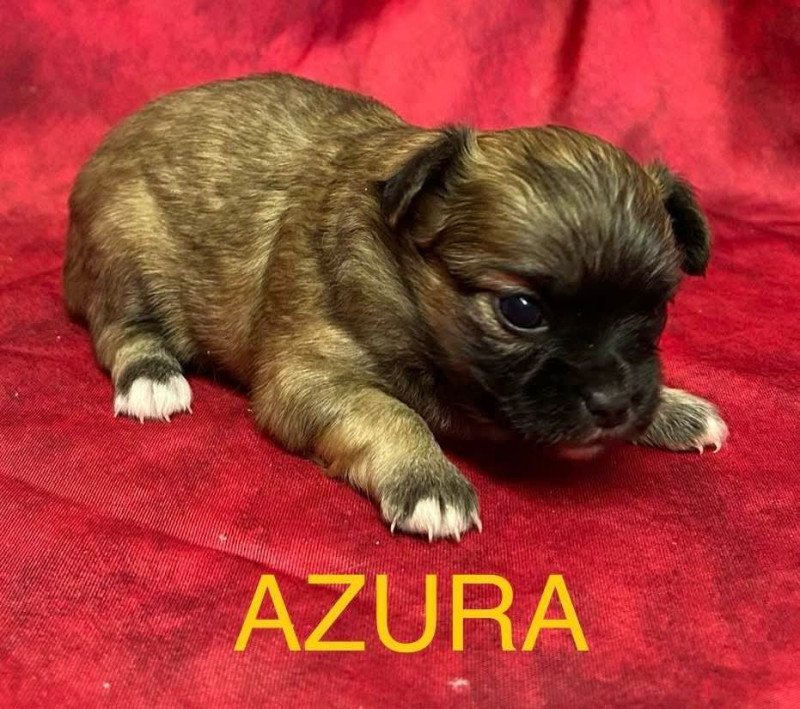 AZURA chihuahua à réserver Femelle Chihuahua Poil Long