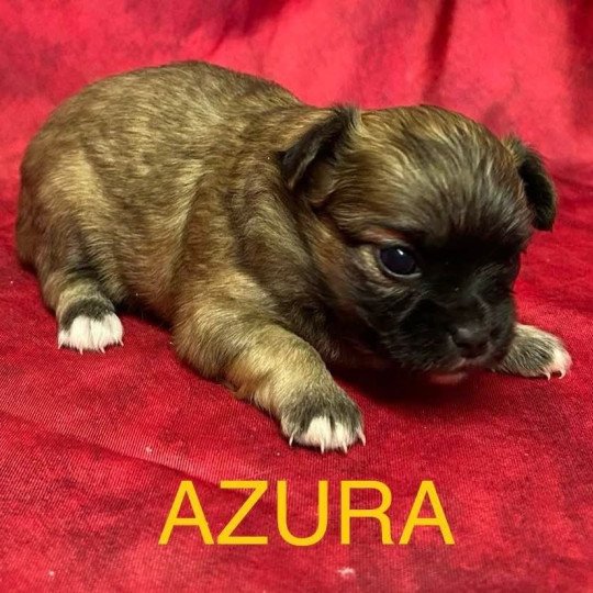 chiot Chihuahua Poil Long AZURA chihuahua à réserver Domaine de la Chantelaie