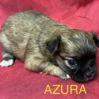 chiot Chihuahua Poil Long AZURA chihuahua à réserver Domaine de la Chantelaie chiot Chihuahua Poil Long AZURA chihuahua à réserver Domaine de la Chantelaie
