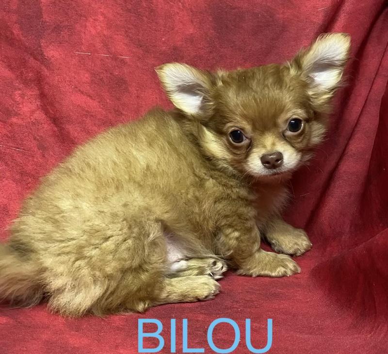 BILOU chihuahua disponible Mâle Chihuahua Poil Long